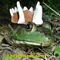 /home//u458753944/public_html/sourcegallery//Frogs/More bullfrogs/P7010214.JPG